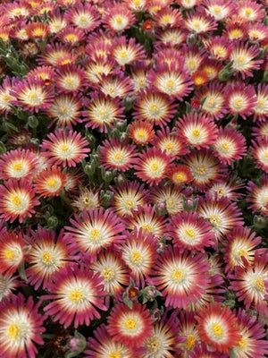 Delosperma (hardy ice plant) cooperi Jewel of the Desert Ruby Image Credit: Millgrove Perennials