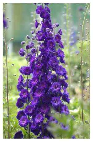 Delphinium hybrid Pagan Purples (New Millenium) Larkspur