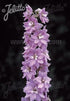 Delphinium elatum Cherry Blossom (Magic Fountains) Larkspur Image Credit: Jelitto Seed