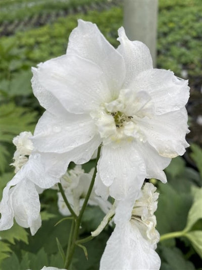 Delphinium hybrid Double Innocence (New Millenium) Larkspur