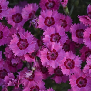 Dianthus Paint the Town Fancy PW Pinks image credit Walters Gardens Inc. 