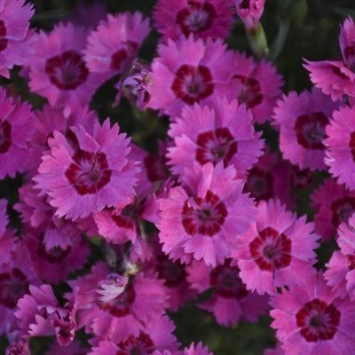 Dianthus Paint the Town Fancy PW Pinks