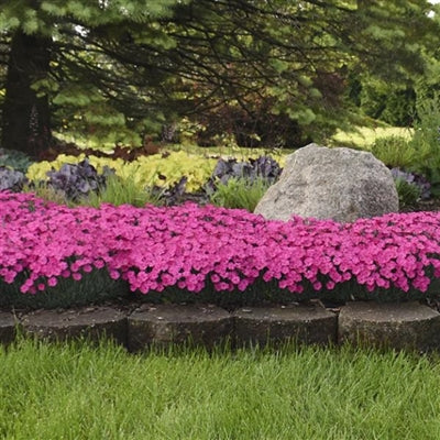 Dianthus Paint the Town Magenta PW Pinks image credit Walters Gardens Inc. 