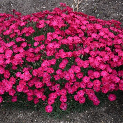Dianthus Paint the Town Red PW Pinks image credit Walters Gardens Inc. 