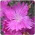 Dianthus gratianopolitanus Firewitch Pinks Sweet William image credit Ball Horticultural Company
