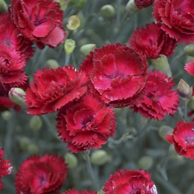 Dianthus hybrid Electric Red Pinks Sweet William image credit Walters Gardens Inc.