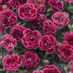 Dianthus hybrid Fruit Punch- Black Cherry Frost PW Pinks image credit Walters Gardens