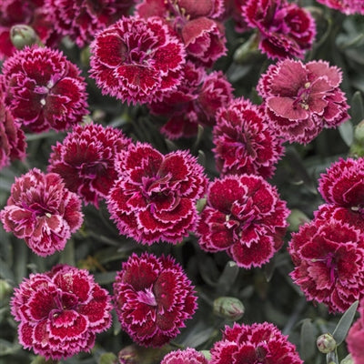 Dianthus hybrid Fruit Punch- Black Cherry Frost PW Pinks