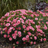 Dianthus hybrid Fruit Punch- Classic Coral PW Pinks image credit Walters Gardens