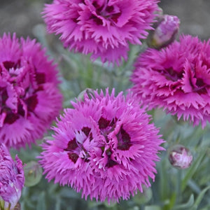 Dianthus hybrid Fruit Punch- Spiked Punch PW Pinks image credit Walters Gardens