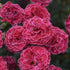 Dianthus hybrid Fruit Punch Raspberry Ruffles PW Pinks image credit: Walters Gardens