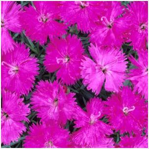 Dianthus hybrid Neon Star Pinks Sweet William image credit Pioneer Gardens, Inc