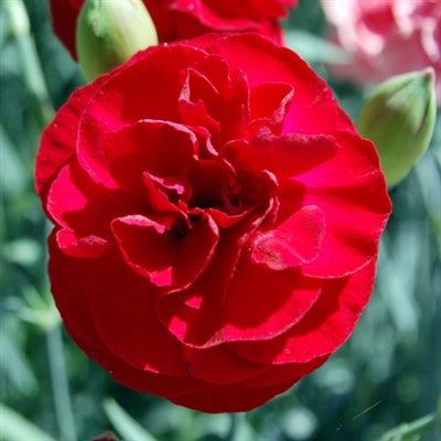 Dianthus hybrid Passion Pinks Sweet William