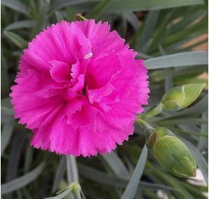 Dianthus hybrid Tickled Pink Pinks Sweet William image credit Mikes Garden