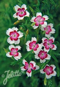 Dianthus deltoides Arctic Fire Pinks Sweet William Image Credit: Jelitto Seed