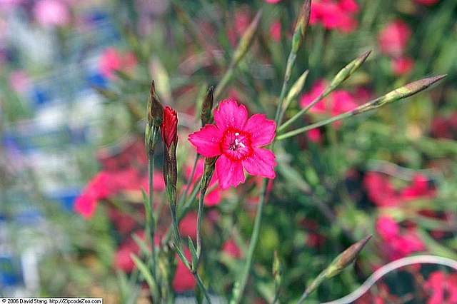 Dianthus deltoides Brilliant Pinks Sweet William Image Credit: Photo by David J. Stang, CC BY-SA 4.0 <https://creativecommons.org/licenses/by-sa/4.0>, via Wikimedia Commons