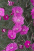 Dianthus gratianopolitanus Firewitch Pinks Sweet William Image Credit: Pioneer Gardens, Inc.