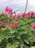 Dicentra formosa Luxuriant Bleeding Heart image credit Millgrove Perennials