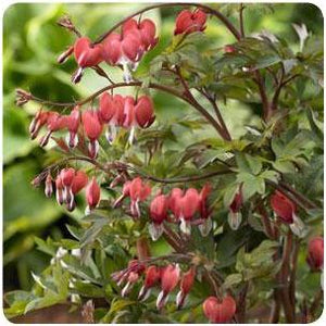 Dicentra spectabilis Valentine Bleeding Heart image credit Ball Horticultural Company