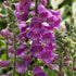 Digitalis purpurea Dalmatian Purple Foxglove image credit Walters Gardens