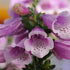 Digitalis purpurea Dalmatian Rose Foxglove image credit: Ball Horticulture