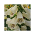 Digitalis purpurea Dalmatian Cream Foxglove Image Credit: Germaina Seed