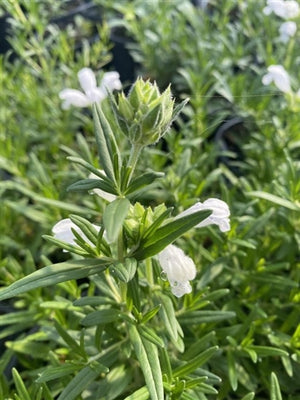 Dracocephalum argunense Fuji White Dragon's Head image credit Millgrove Perennials