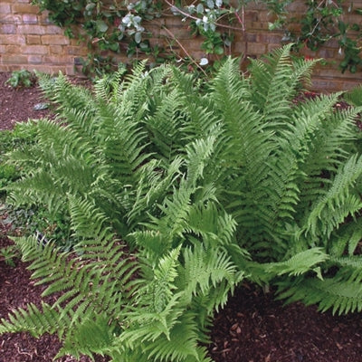 Dryopteris filix-mas Male Fern Wood Fern