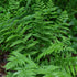 Dryopteris marginalis Eastern Wood Fern Wood Fern image credit Casa Flora