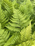 Dryopteris spinulosa Toothed Wood Fern Wood Fern Image Credit: Millgrove Perennials
