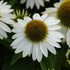 Echinacea hybrid Sombrero Blanco Cone Flower image credit Walters Gardens