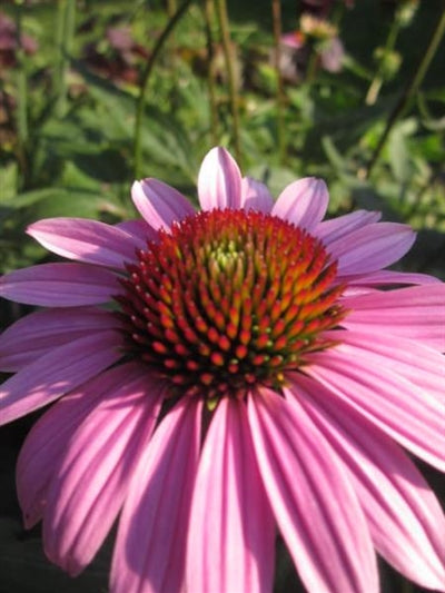 Echinacea purpurea Magnus Cone Flower