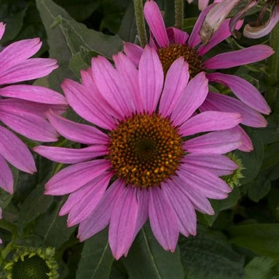 Echinacea purpurea Prairie Splendor Compact Rose Cone Flower