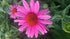 Echinacea purpurea Ruby Star Cone Flower Image Credit: Millgrove Perennials