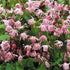 Epimedium youngianum Roseum Barrenwort image credit Ball Horticultural Company