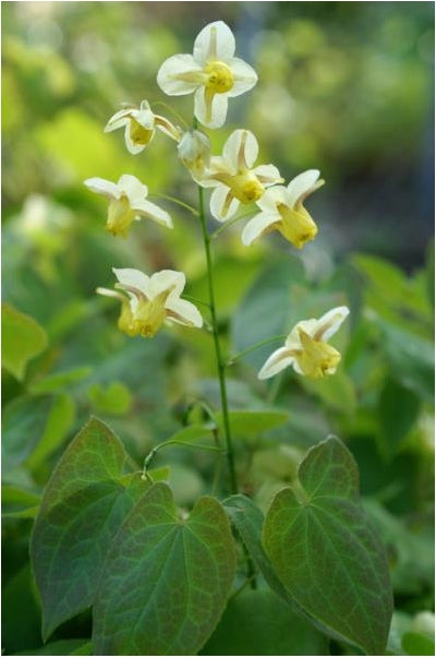Epimedium versicolor Sulphureum Barrenwort Image Credit: DeVroomen Garden