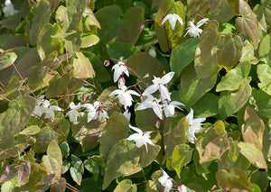 Epimedium youngianum Niveum Barrenwort Image Credit: Dinkum, CC BY-SA 3.0 <https://creativecommons.org/licenses/by-sa/3.0>, via Wikimedia Commons