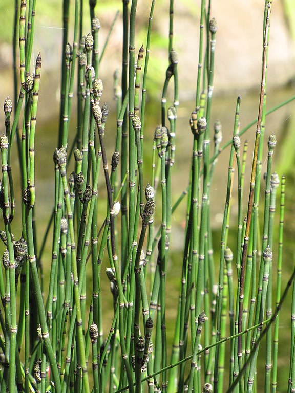 Equisetum hyemale Horsetail Grass Image Credit: Forest & Kim Starr, CC BY 3.0 US <https://creativecommons.org/licenses/by/3.0/us/deed.en>, via Wikimedia Commons