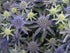 Eryngium planum Blue Hobbit Sea Holly image credit Photo credit: Walters Gardens Inc.