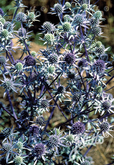 Eryngium planum Blue Cap Sea Holly Image Credit: Jelitto Seed