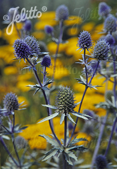 Eryngium planum Blue Cap Sea Holly Image Credit: Jelitto Seed