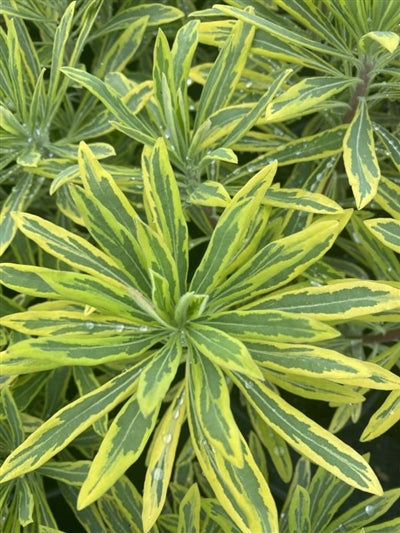 Euphorbia martinii Ascot Rainbow Spurge