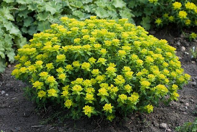 Euphorbia polychroma Spurge