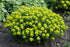 Euphorbia polychroma Spurge Image Credit: Chrumps, CC BY-SA 4.0 <https://creativecommons.org/licenses/by-sa/4.0>, via Wikimedia Commons