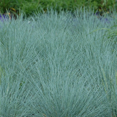 Festuca glauca Cool As Ice Blue Fescue image credit: Norview Gardens