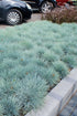 Festuca glauca Beyond Blue Blue Fescue Image Credit: North Creek Nurseries