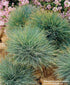 Festuca glauca Elijah Blue Blue Fescue  Image Credit: Norview Gardens Ltd.