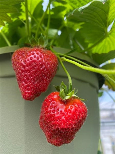 Fragaria hybrid Eversweet Strawberry