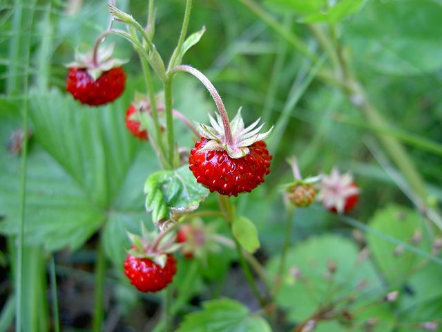 Fragaria vesca Strawberry Image Credit: Philip Jägenstedt , Sweeden, Public Domain via Wiki Media