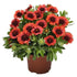 Gaillardia hybrid Spintop Red Blanket Flower image credit: Dummen Orange
